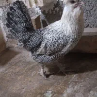 ۱عدد مرغ نژاد دار ۶۰۰ تومان ۱عدد مرغ جنگلی ۴۵۰|حیوانات مزرعه|مشهد, سجادیه|دیوار