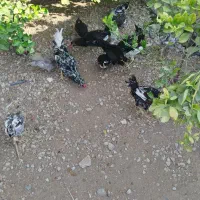 مرغ و خروس گلین|حیوانات مزرعه|کنار تخته و کمار, |دیوار