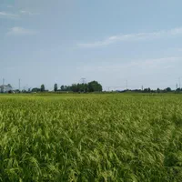 150مترزمین روستایی به همراه بنای نیمه سازنزدیک شهر|فروش زمین و ملک کلنگی|پره‌سر, |دیوار