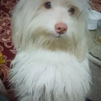 واگذاری پاپی شیتزو