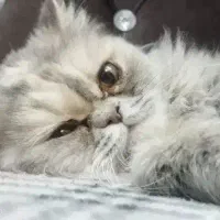 ما گربه شما رو رایگان می پذیریم
