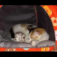 گربه|گربه|ساری, |دیوار