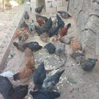 مرغ و خروس محلی|حیوانات مزرعه|شیراز, جوادیه|دیوار