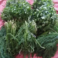 سفارش سبزی و لوبیا سبز و ...خونگی