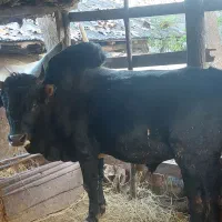 ورزا محلی هم داشتی هم گوشتی کم سن|حیوانات مزرعه|رشت, لاکان|دیوار