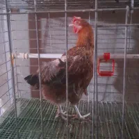 حیوانات خانگی