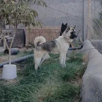 امریکن اکیتا رنگ خاص|سگ|فولادشهر, سایت صنعتی کاوه|دیوار