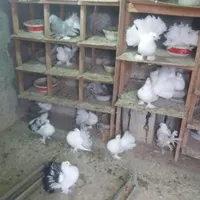انواع‌کفتر‌دم‌چتری‌اصل‌وزیبا|پرنده|بندر ترکمن, |دیوار