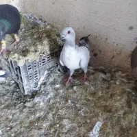 کفتر یا کبوتر شامی|پرنده|شیراز, دست خضر|دیوار