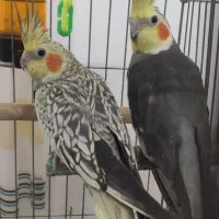 جفت عروس هلندی