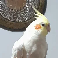 عروس هلندی نر