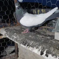 کبوتر حسن خانی ماده