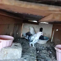 عشق به آسمان|پرنده|مینودشت, |دیوار