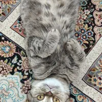 گربه اسکاتیش ماده یک ساله
