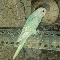 مرغ عشق بالغ|پرنده|ایرانشهر, |دیوار