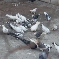 کبوتر پرشی|پرنده|ساری, |دیوار