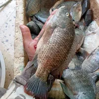 شانگ گپورتازه درجه یک