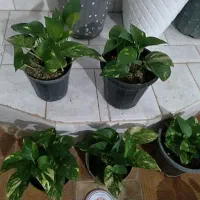 خانه وآشپزخانه