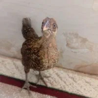 جوجه محلی
