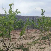 1000متر باغ ویلا در فردوسی مشهد