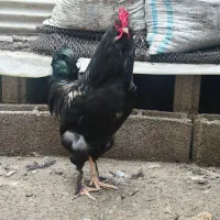 مرغ و خروس سیاه