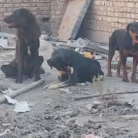 واگذاری وکمک