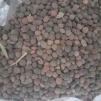 عدس سیاه درجه یک