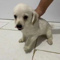 طوله سگ دوماهه|سگ|بندرعباس, |دیوار