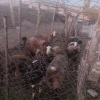گوسفند داشتی