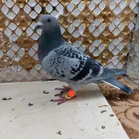 کبوترماده|پرنده|مشهد, انصار|دیوار