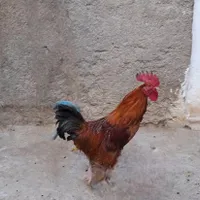 خروس