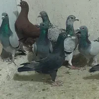 ۹ تا کبوتر دست اولی کفتر