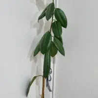 گل فیکوس فروش فوری|گل و گیاه طبیعی|تهران, قصر فیروزه ۲|دیوار