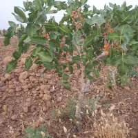 درخت پسته اکبری