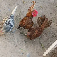 مرغ وخروس