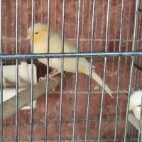 فروش انواع قناری آماده نرو ماده|پرنده|بومهن, |دیوار