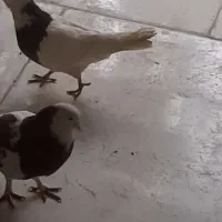 کفتر توقی نروماده