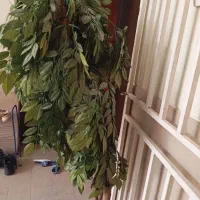 درختچه تزیینی|گل مصنوعی|فولادشهر, B7|دیوار