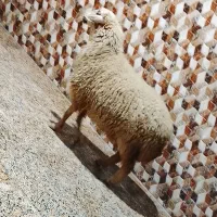 گوسفند شرط الجنی شکم دوم.           بره