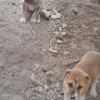 دوعددتوله‌سرابی