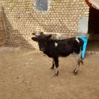 دوراس تلیسه رسمی مخصوص پرواری