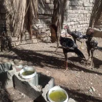خروس اصیل