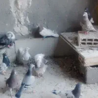 15عدد کفتر خوشگل