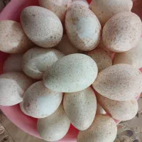 تخم بوقلمون نطفه دار