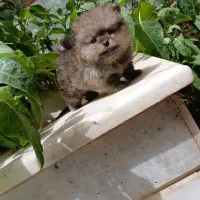 پامرانین خرسی|سگ|کاشان, شهدا|دیوار