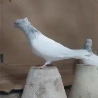 کبوتر کله ای الماسی وآبی|پرنده|قم, نیروگاه|دیوار