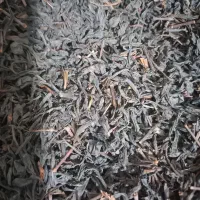 چای شمال|خوردنی و آشامیدنی|محمدشهر, شهرک پیام (مهرالبرز)|دیوار