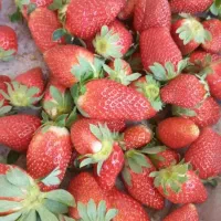 نشا توت فرنگی