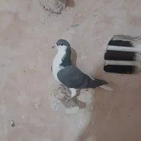 ۷ عددکبوتر|پرنده|اسفراین, |دیوار