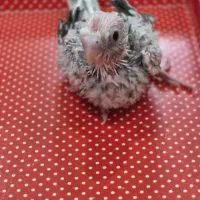 عروس سرلاکی